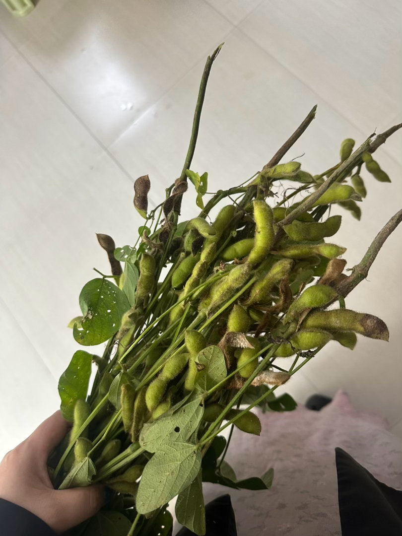 原来毛豆是这样的 