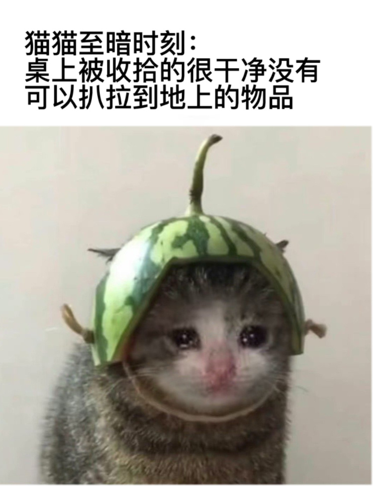 猫猫至暗时刻#今日memes##趣过夏天# ​​​