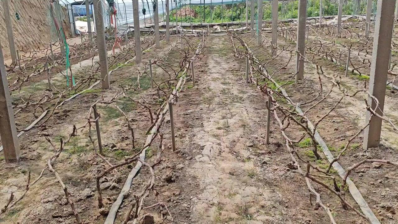 春红早熟葡萄春茬结束平茬后，采用单垄杆一边倒模式管理。这个品种不属于旺长型，像春