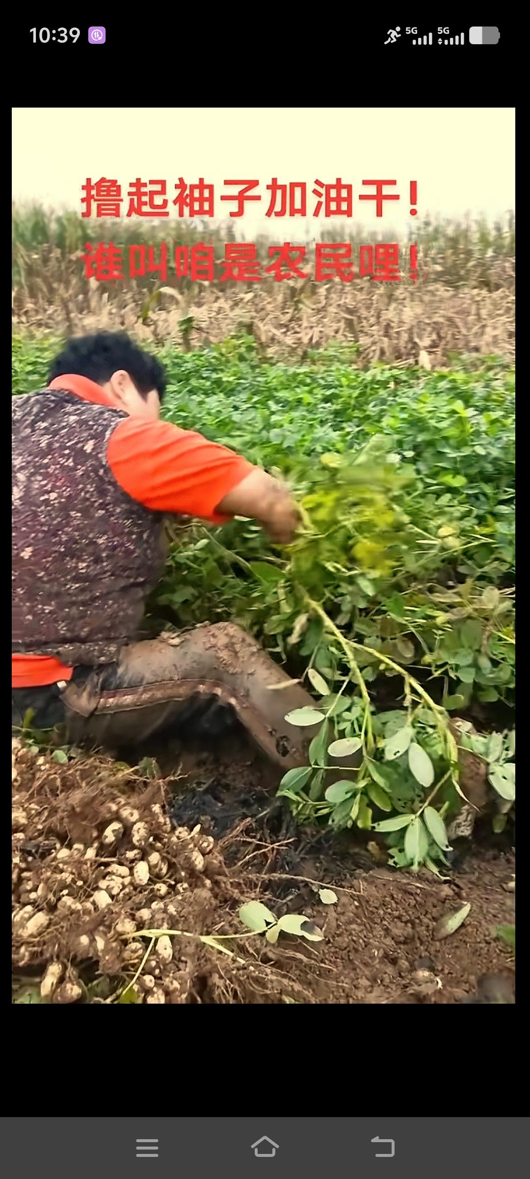 婆婆也去干活了。今年雨水大，种花生的地里，收花生的机器进不去，只能人工采收，一小