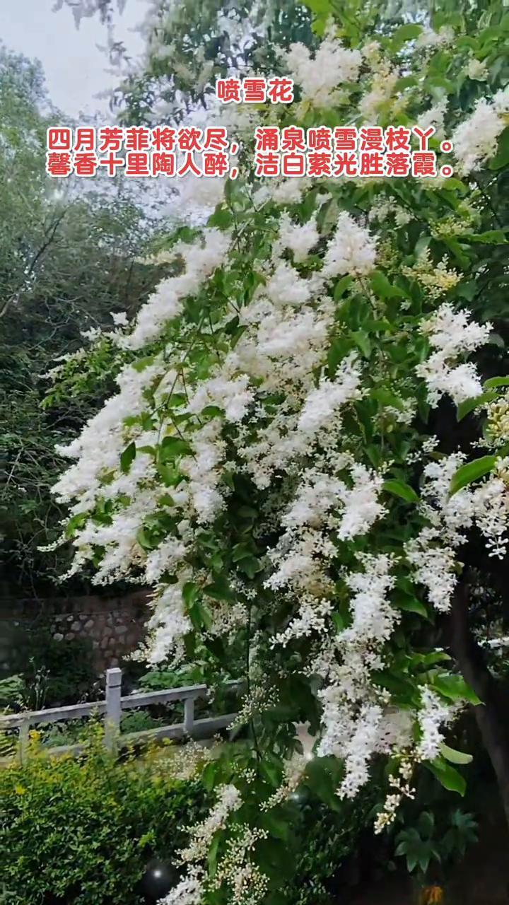 喷雪花。
四月芳菲将欲尽，涌泉喷雪漫枝丫。
馨香十里陶人醉，洁白萦光胜落霞。