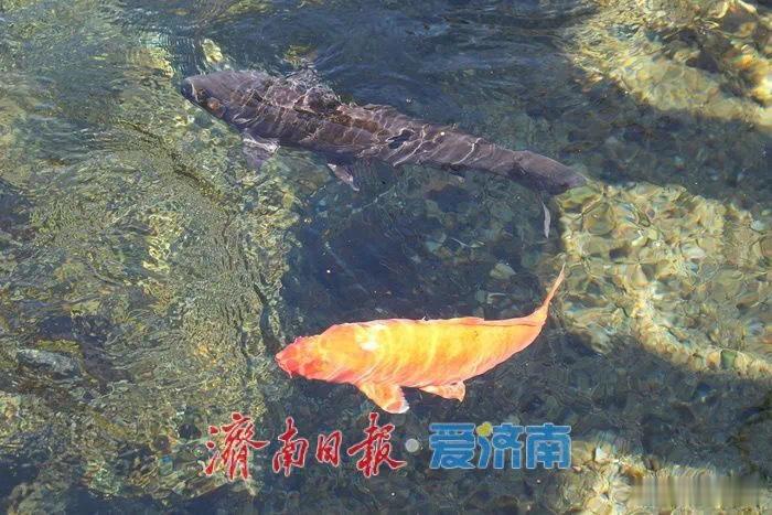 趵突泉锦鲤减肥中心笑死了 