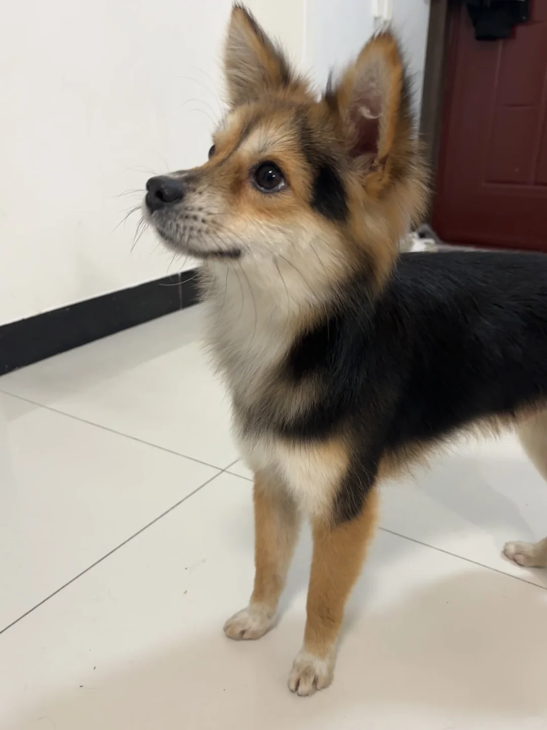 小黑跑上楼找我们但是找错楼层了