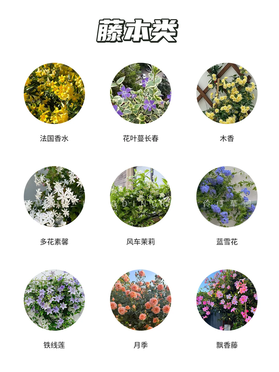 干货分享~63种庭院常用低维护植物