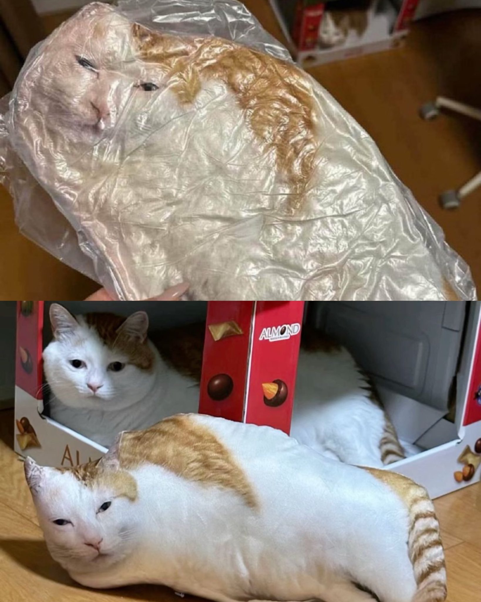 [喵喵] ​​​