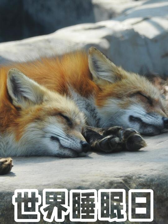 睡觉是件大事…