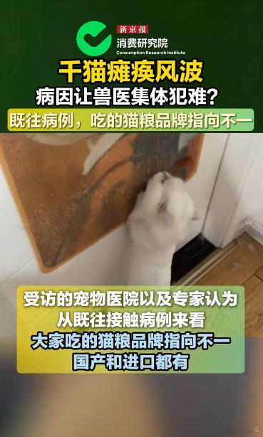 千猫瘫痪多地医院真相调查记者调查千猫瘫痪背后真相养宠多年才发现猫狗后腿问题差异超