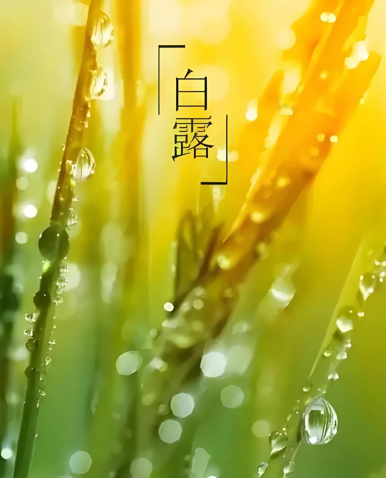 白露晨曦：古诗词中的秋之序章

当晨曦初破晓，白露轻拂过大地，古诗词中那一幅幅关