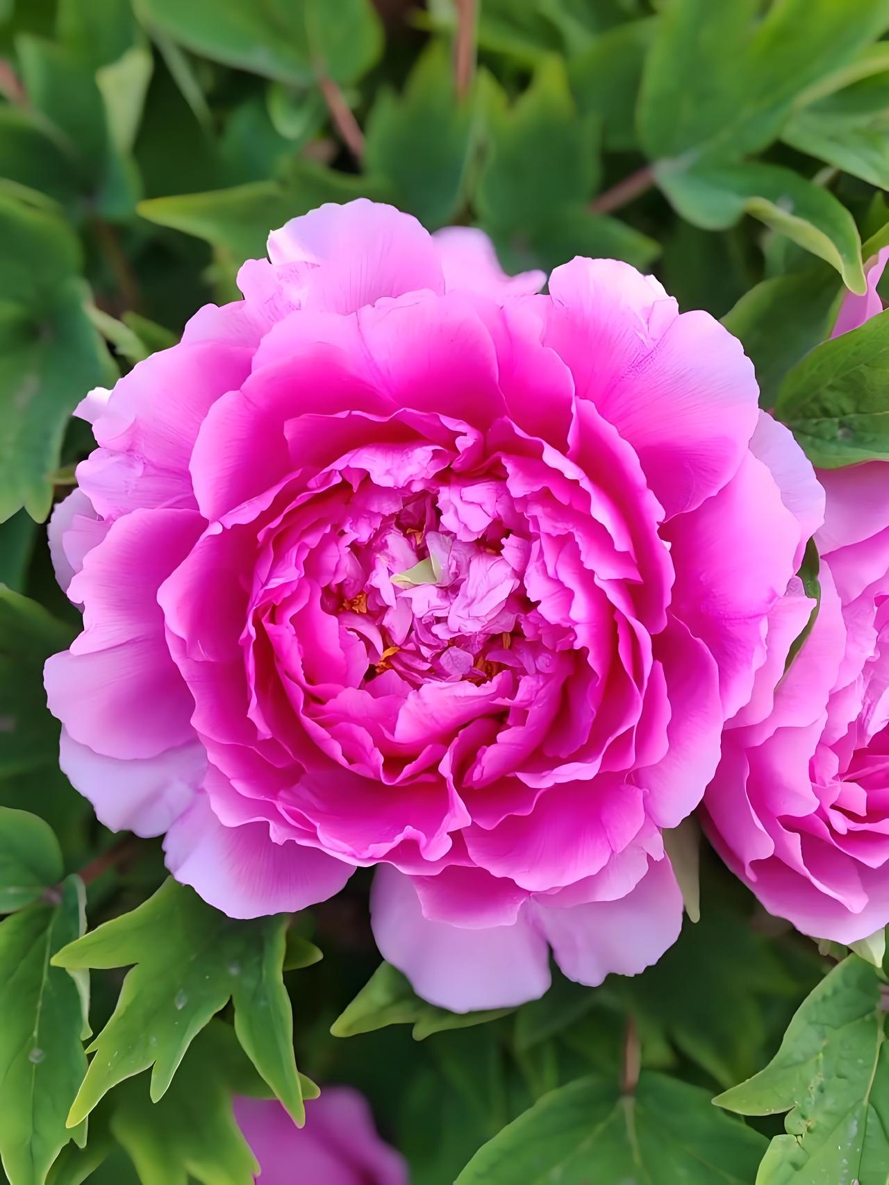 牡丹作为我国国花。是中国特有的木本名贵花卉，有“国色天香”的美誉，被世界公认为中