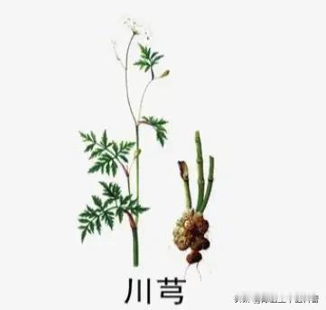 瘀血藏在哪，痛就在哪！3味中药精准化瘀，一身瘀堵轻松解
 
大家好，我是陈大夫。