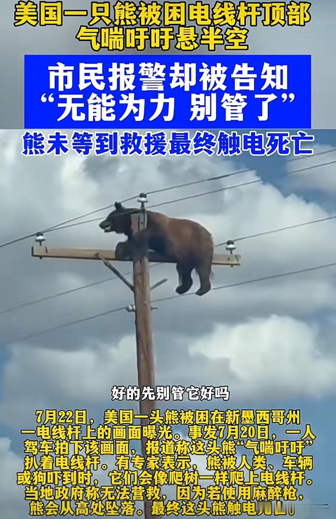 说实话它的死活我倒无所谓，我就想知道它是怎么爬上去的[捂脸]
美国一头熊被困在新