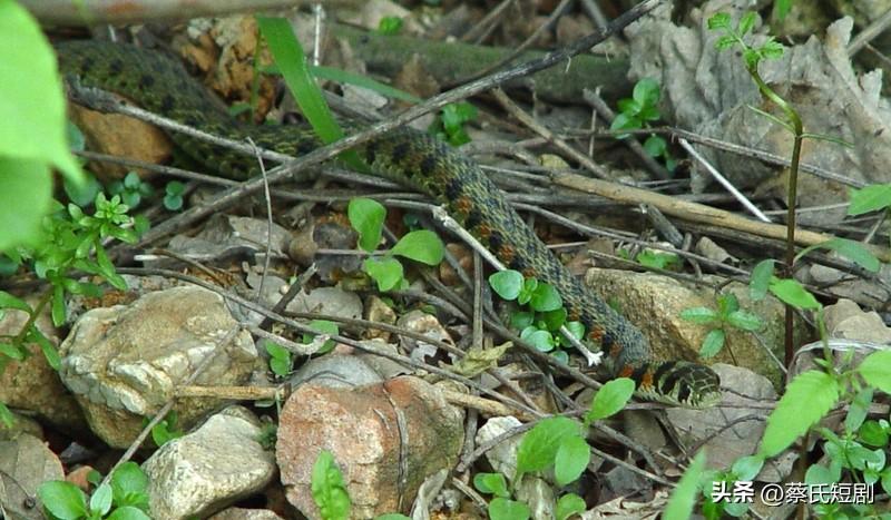 说属蛇的人最老实，实在不能一概而论。不少人认为蛇神秘且略带滑头，毕竟他们思维敏锐