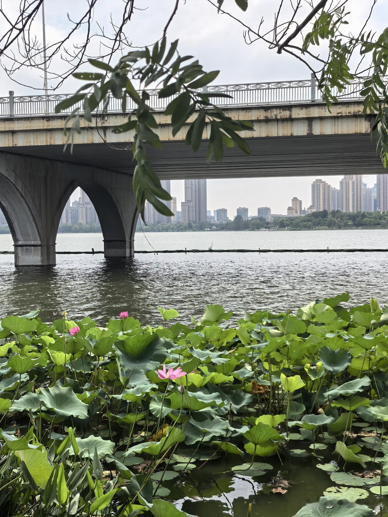 已是9月1日了，天气也开始凉爽起来了，真好，我盼着桂花盛开满城飘香的日子。

在
