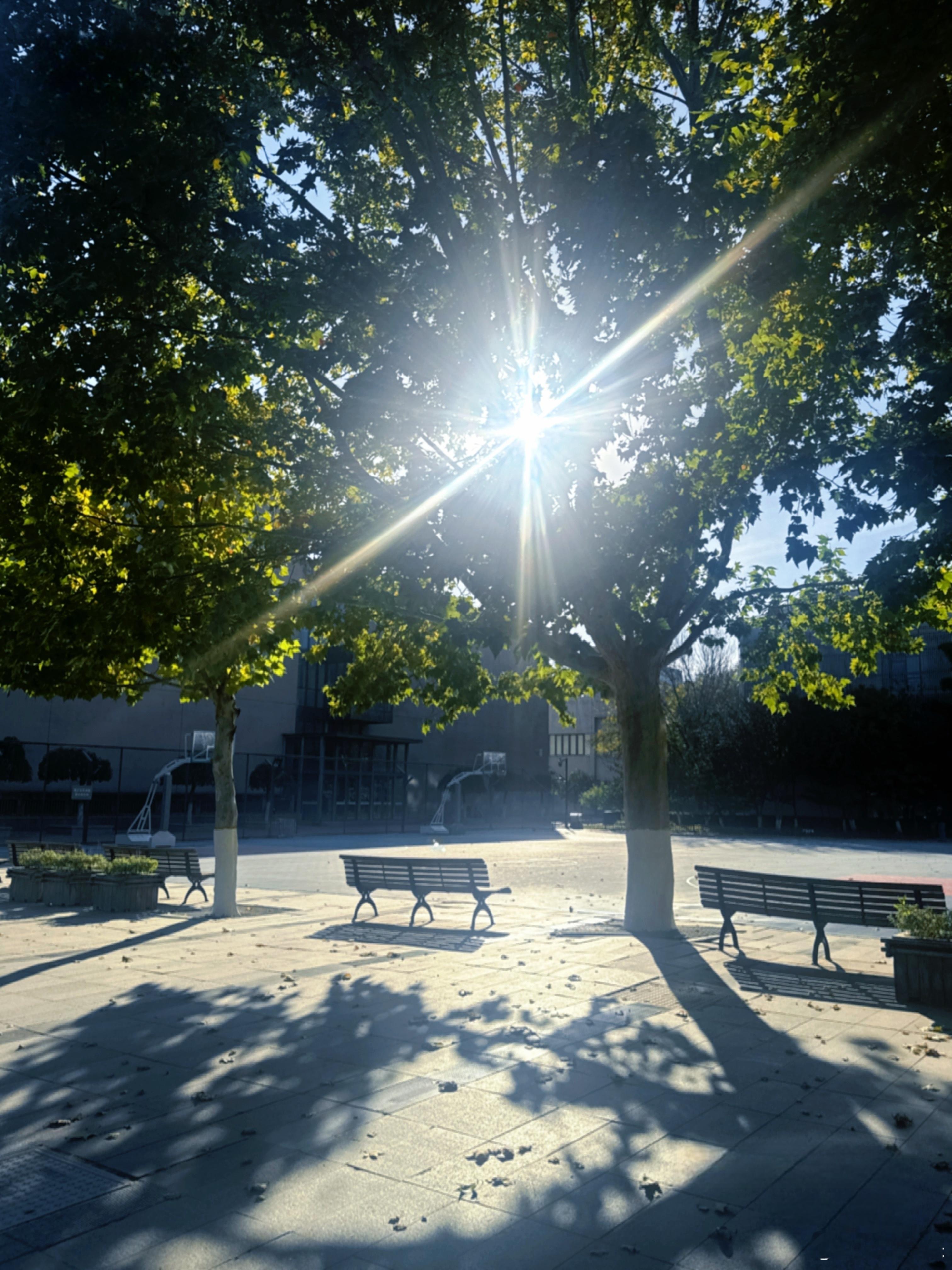 十一月从校园第一缕阳光开始☀️ ​​​