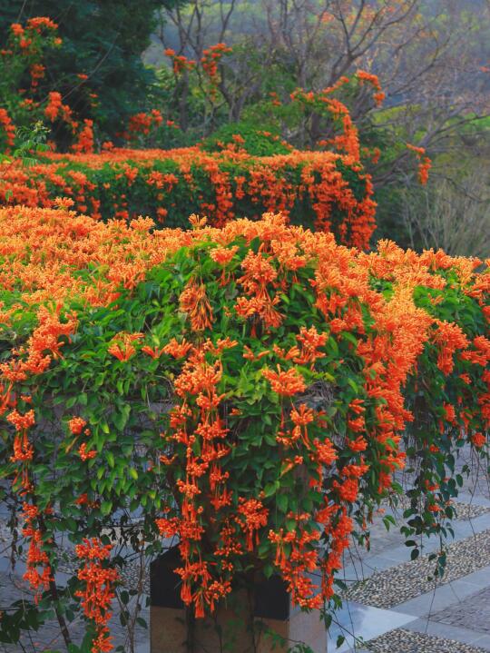 仙湖植物园郁金香走了，但还有炮仗花呀🌼