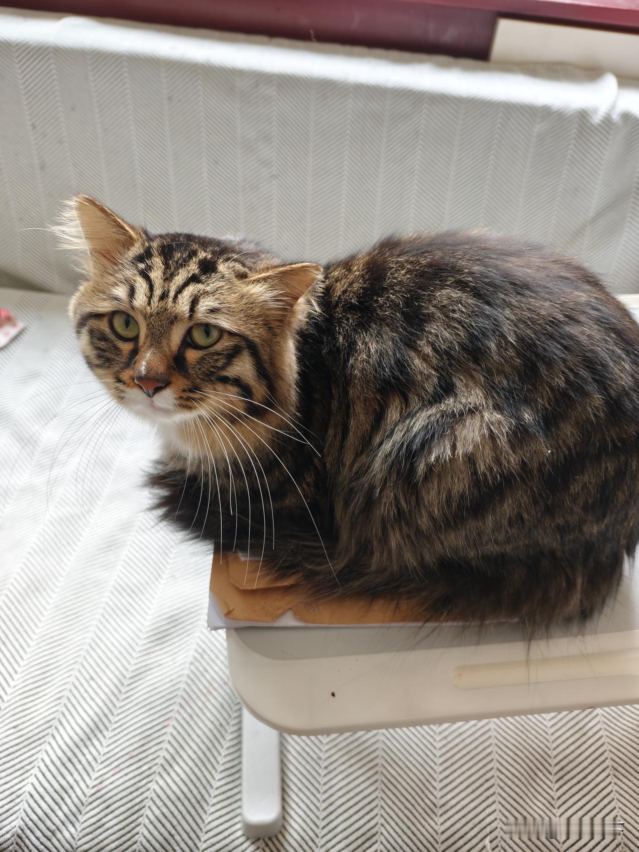 这俩活宝，拆家小能手！沙发被爪子刮的不成样子，一到发情期乱尿，沙发上、墙面上，那