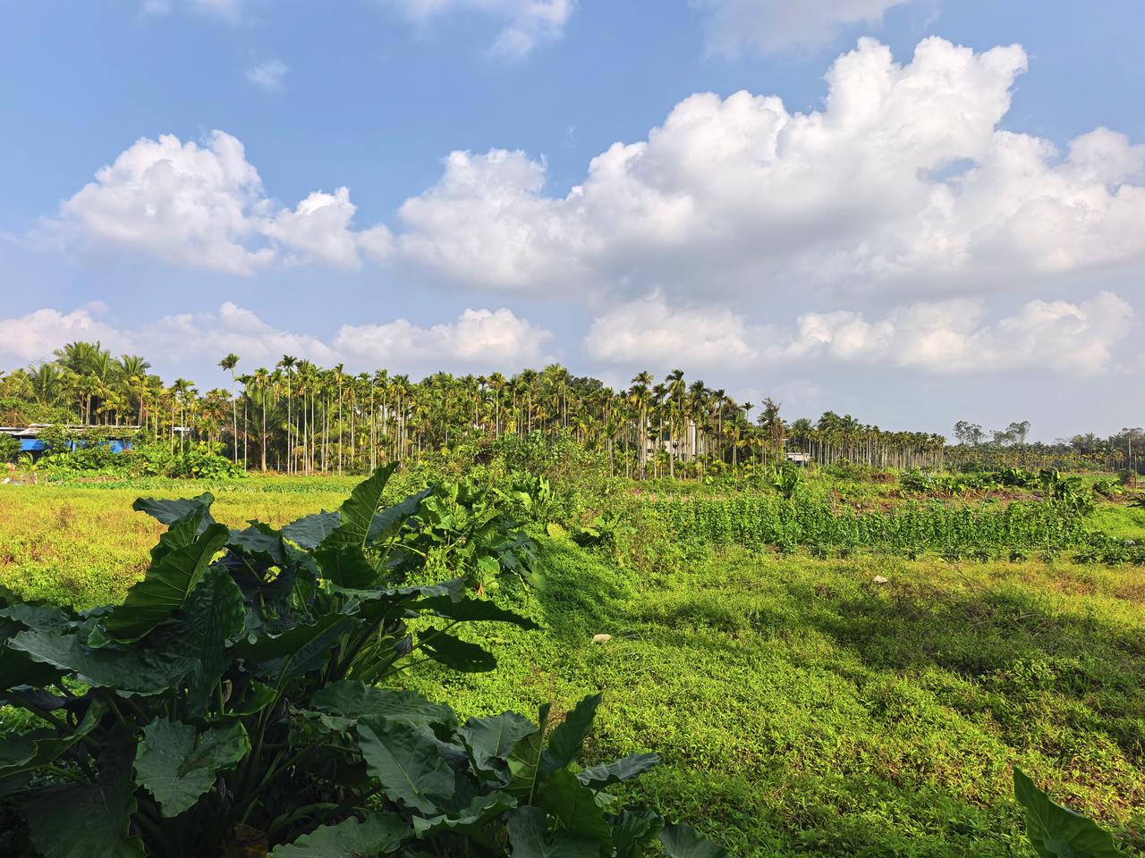 拍摄于海南琼海市官塘加南村
晴空，絮云，椰林，草坪
阳光里的乡村景色格外迷人
如