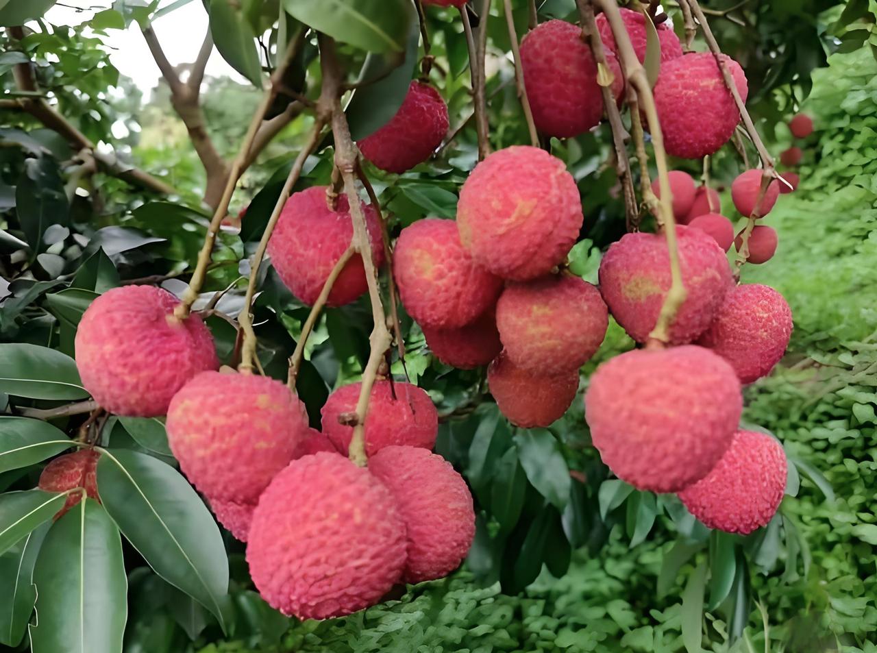 ▲广西玉林的北流荔枝
土特产       特色农产品
       广西玉林的北