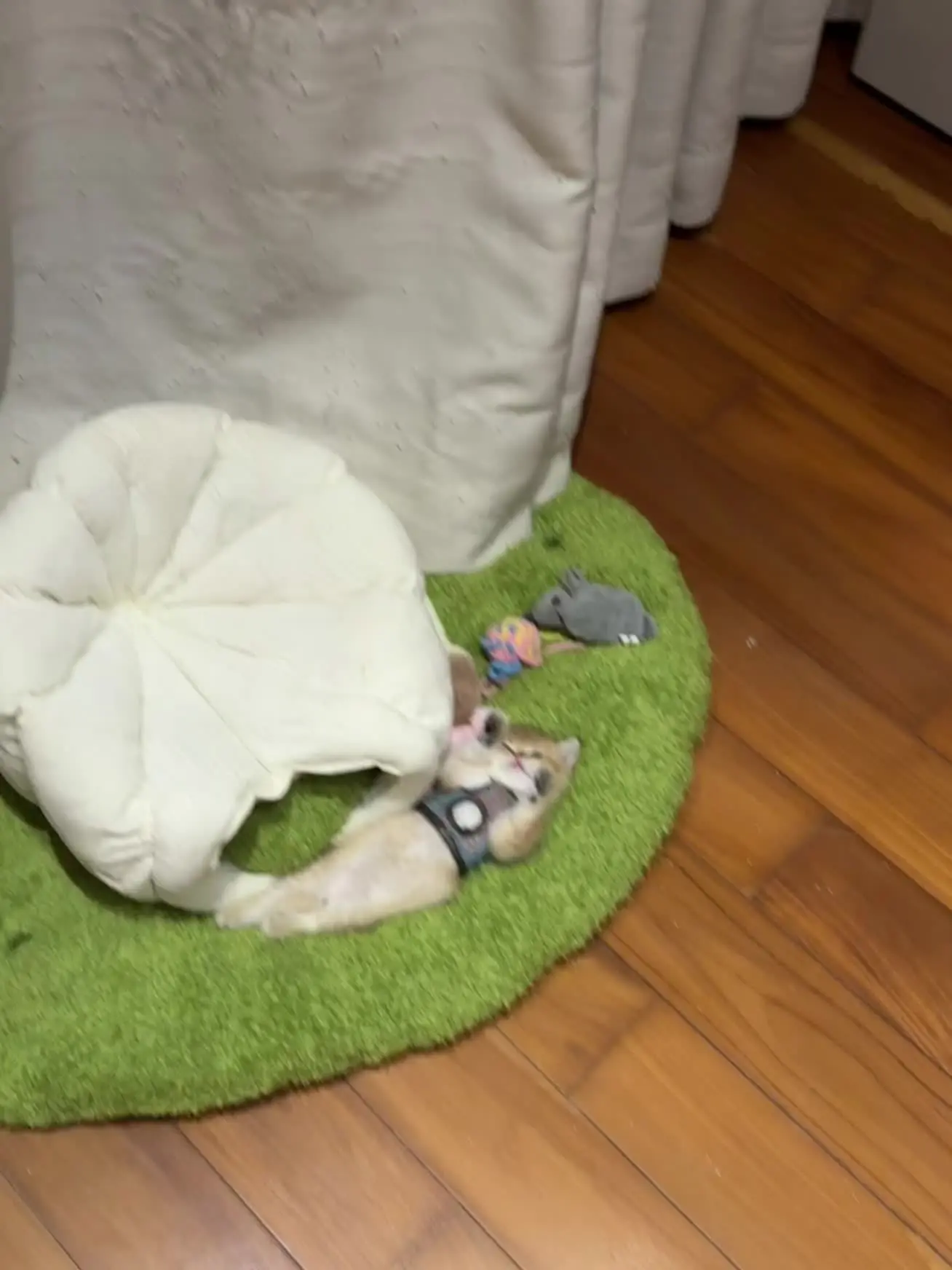 孤寡老人在猫舍的夜晚