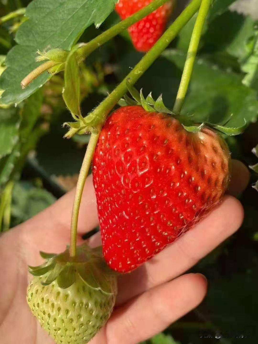 冬日生活打卡季总于第二茬草莓又要熟了。真是吃草莓的好季节呀！守着物产丰富应有尽有