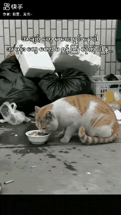 一只流浪橘白小猫，在墙角埋头专心干饭，好不容易吃上一口热乎东西，它也没有防备，谁