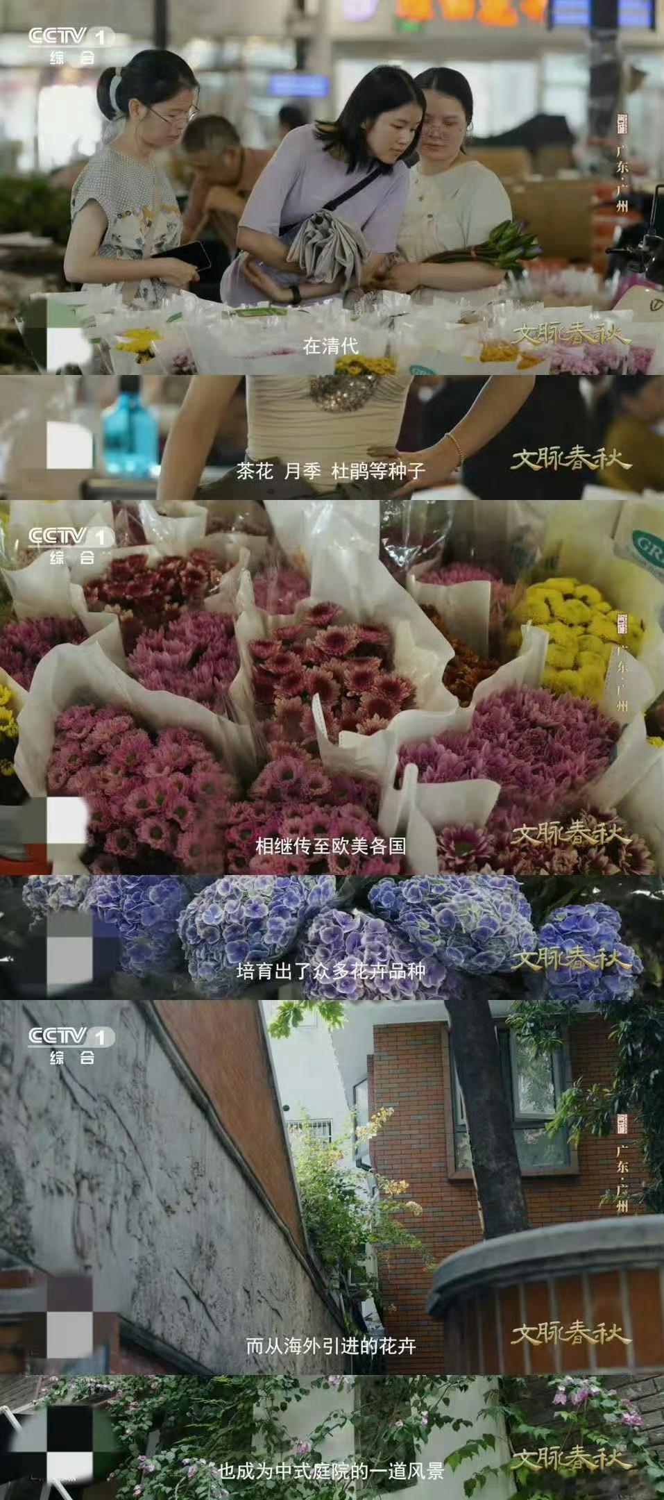 玫瑰竟有中国月季血统广州处处可见与花有关的地名 广州月季曾是“出海顶流”，两百年