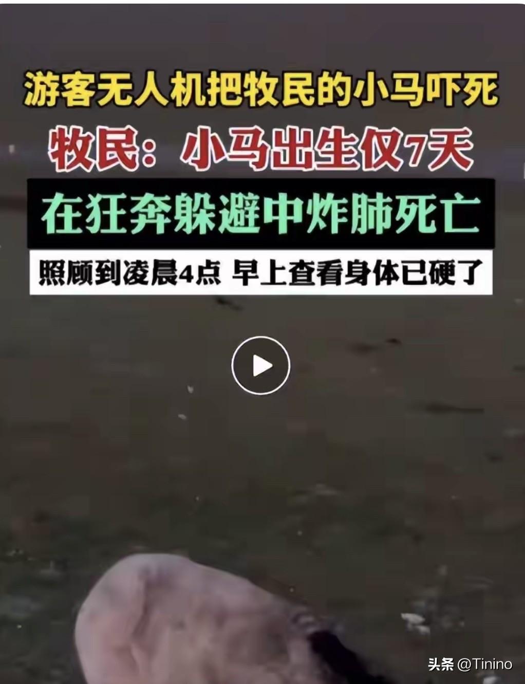太痛心！刚出生7天小马被游客无人机追赶，狂奔炸肺惨死

近日新疆和静县发生一件令