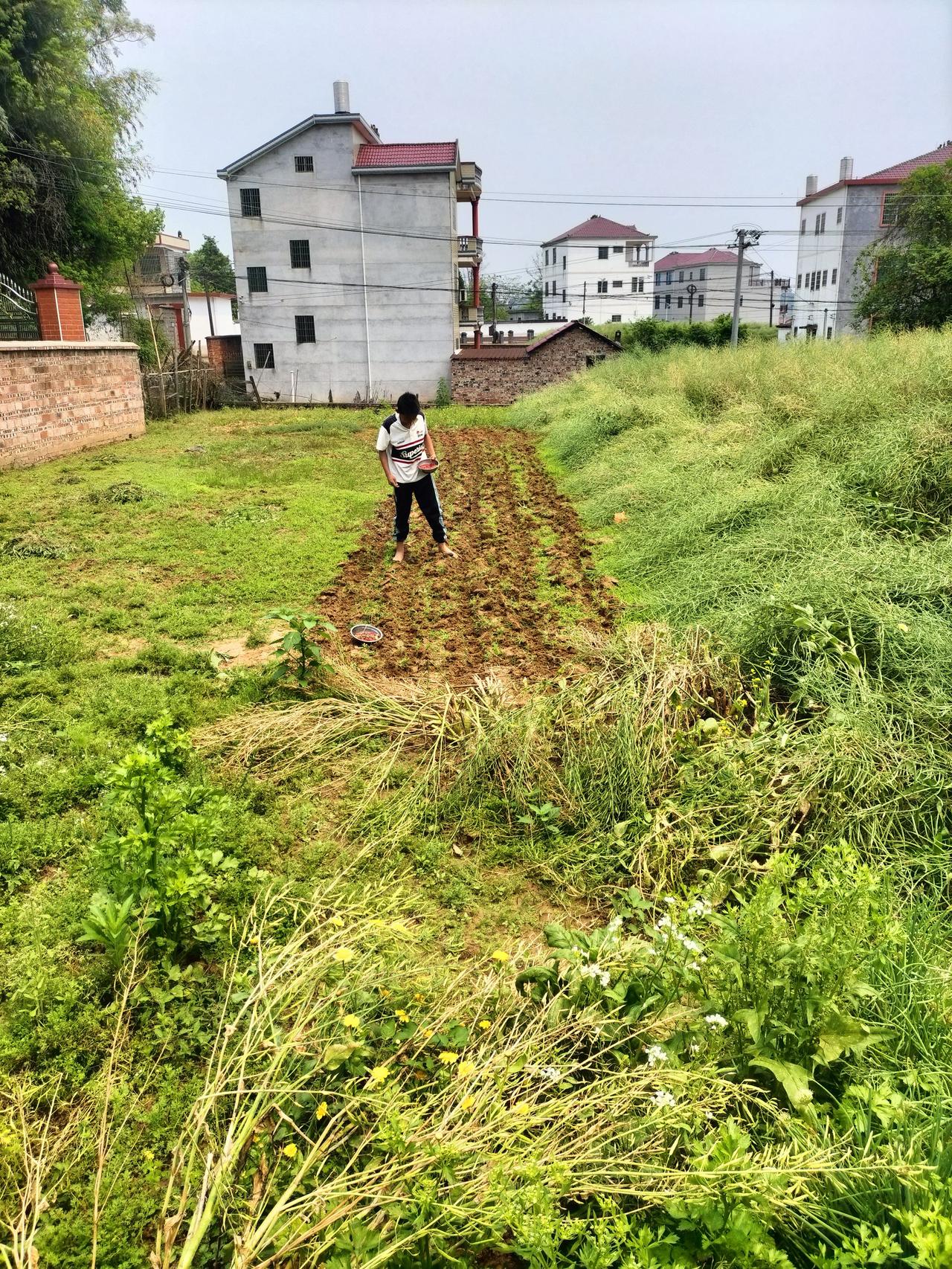 今天是礼拜六，我带儿子从县城赶回农村老家播种花生，花生是红皮的，很甜好吃，是我在