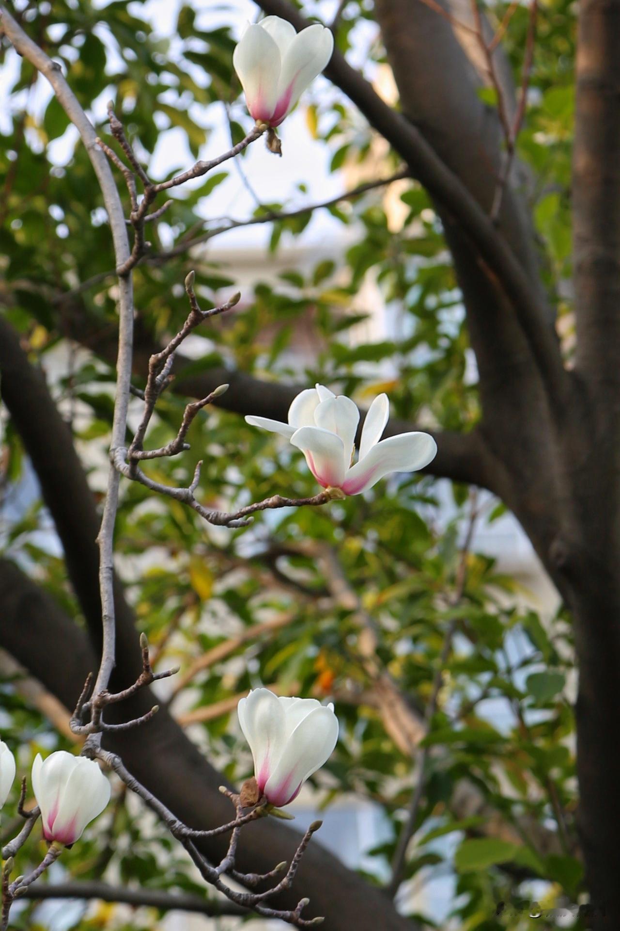 继续发白玉兰，昨天发的是含苞待放的白玉兰，今天发的是已经盛开的白玉兰，各有各的美