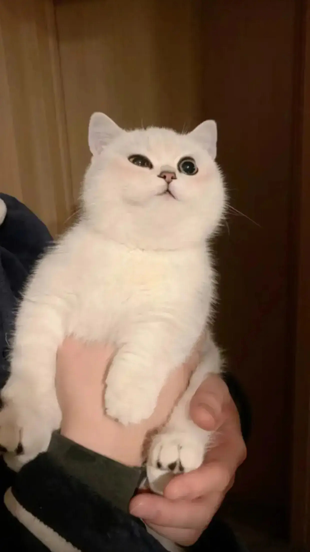 这么可爱的猫你想拥有吗？[送心][送心][送心]