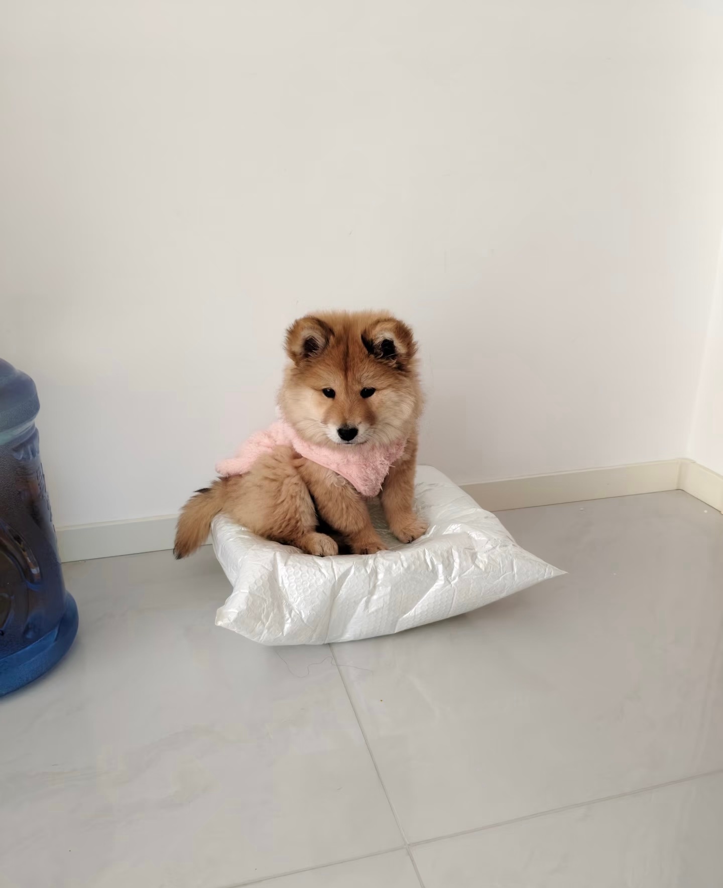 小狗：这个地方我占了哦 