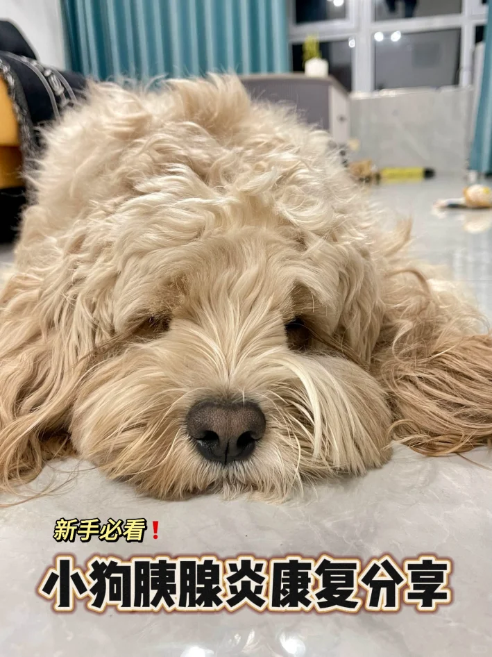 避免狗狗胰腺炎的5个方法｜亲测有效