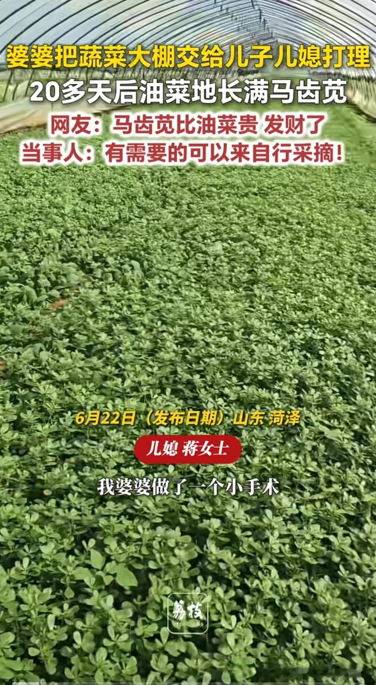 “笑不活了!”山东，婆婆生病将蔬菜大棚交给儿子儿媳管理，不料20天后油菜地长满马