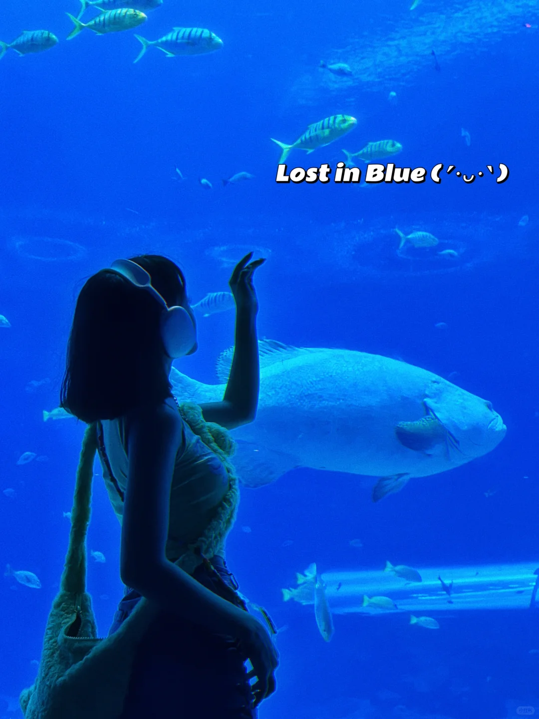 🫧在海洋馆拍到人生照片ෆlost in blue🫧🐟