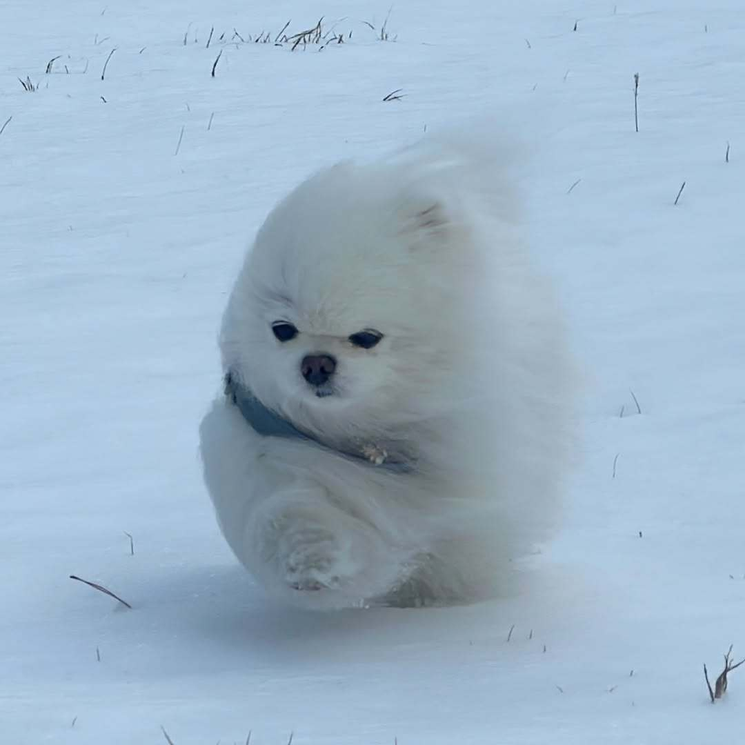 风雪越大，越好玩 