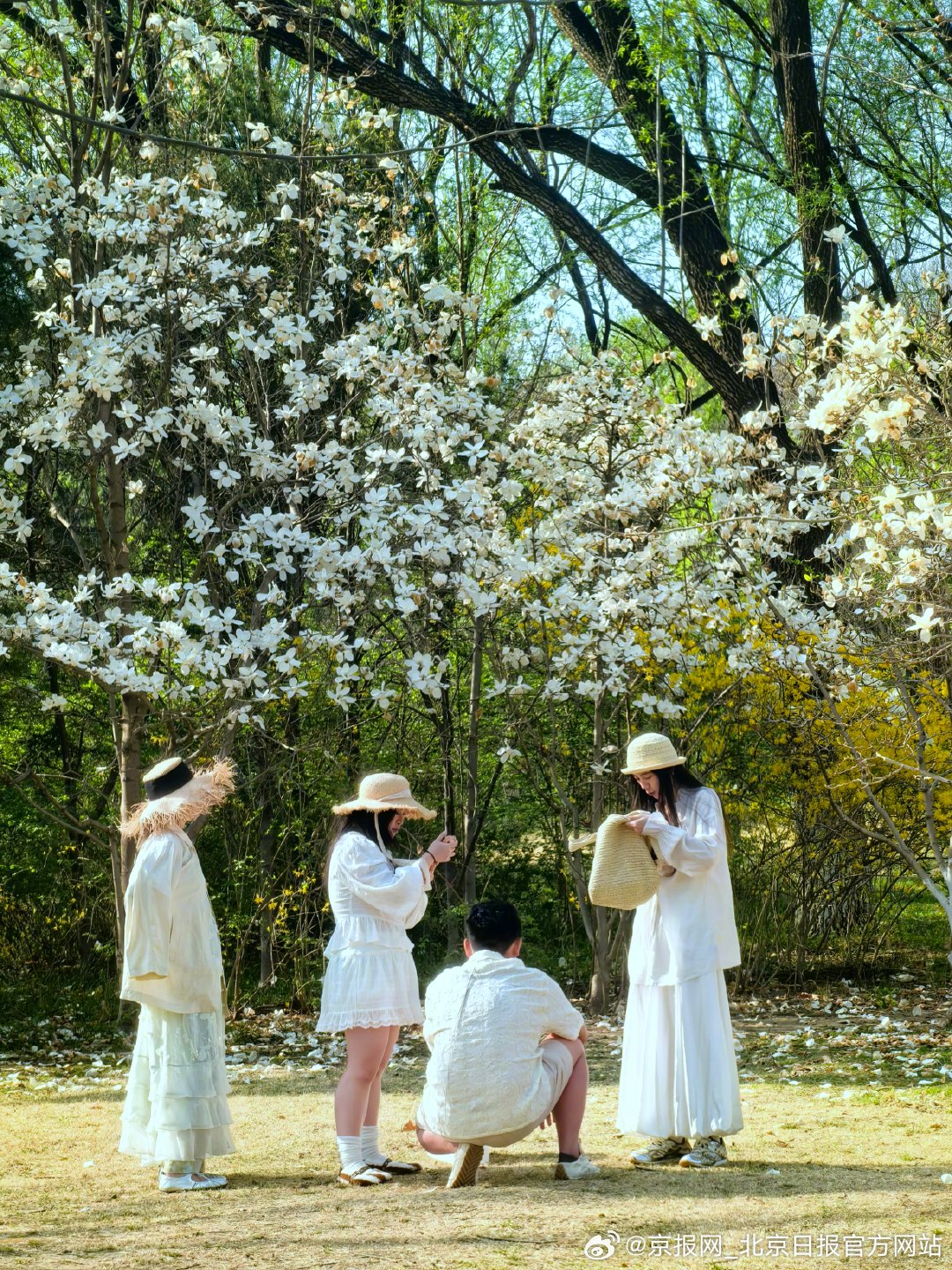 【#北京春风拂过花满城# 】#北京真好玩# 春风拂过古都，清明时节的北京渐入盛景