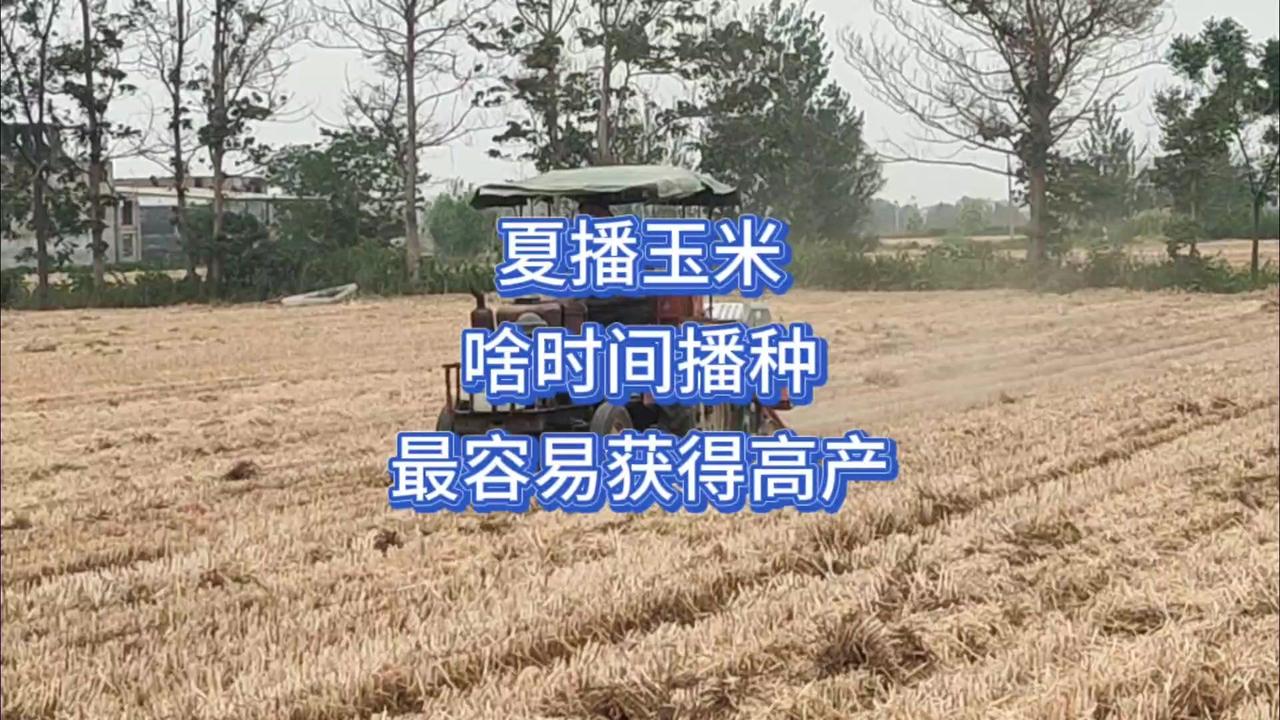 🌽黄淮海地区夏播玉米要高产，播期是关键！早了怕高温热害，晚了恐晚霜冻，6月1日