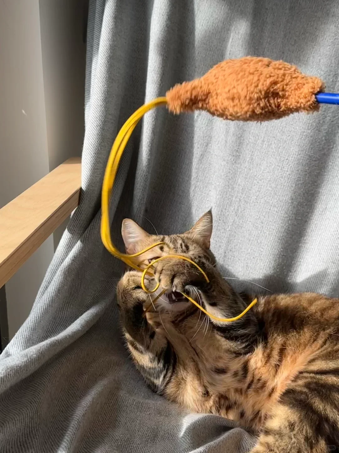 这猫咪玩具替你们试过了！孩子们说很好玩！
