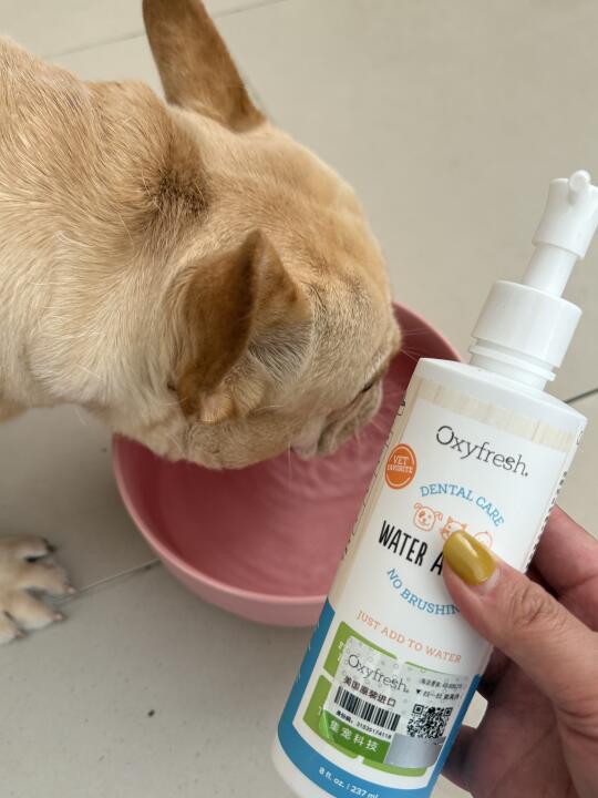 养宠干货｜老年犬口腔护理，我悟了💡
