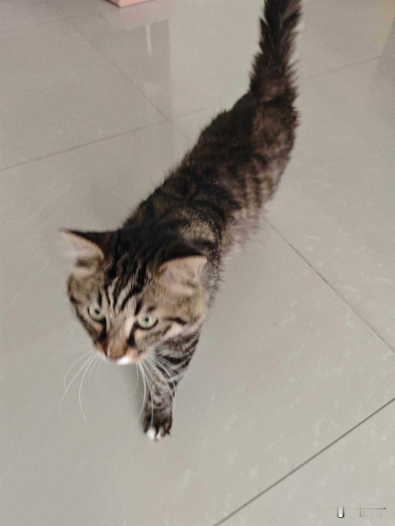 分享一下手机里的猫咪照片