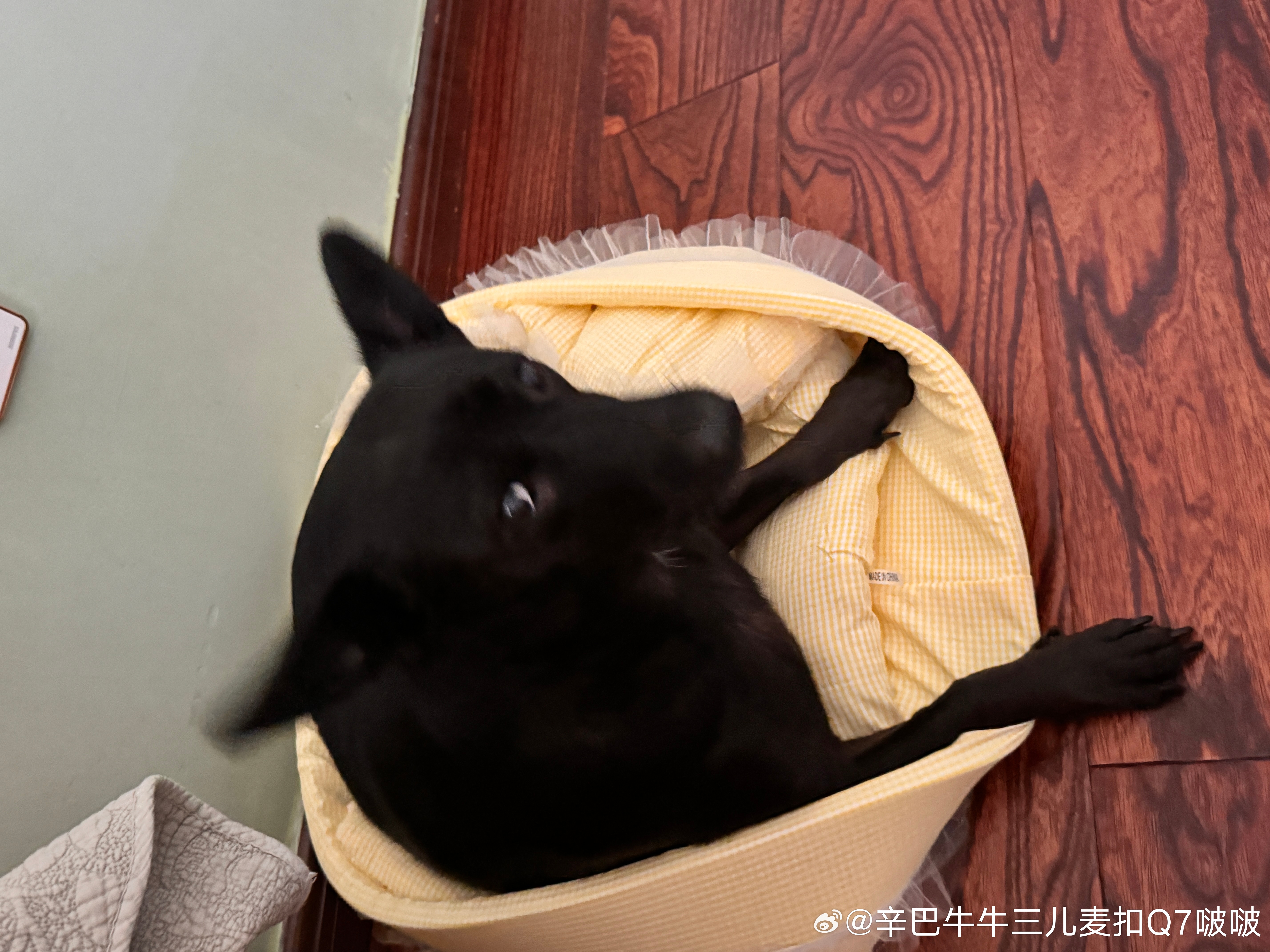 黑总竟然睡这个窝[哈哈][哈哈][哈哈][哈哈][哈哈] ​​​