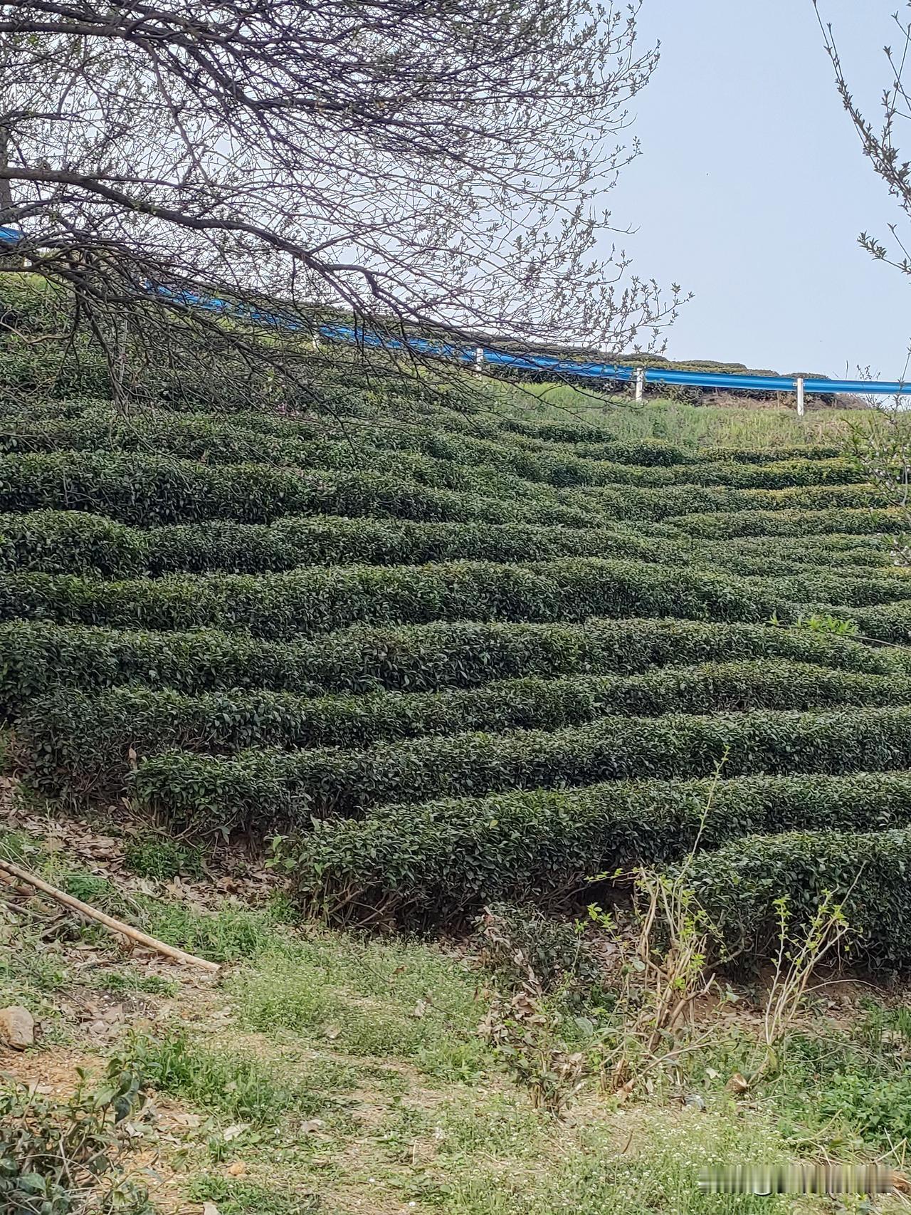 信阳毛尖开采了，
刚把家农活干完，连夜来山里采茶叶，第二天就上山了，上午采了一斤