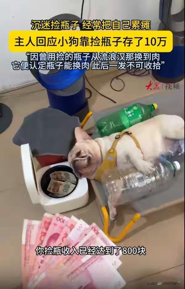 广州一小狗靠捡瓶子已攒10万元，五一假期卖瓶子赚了216元；主人回应：存款很大一