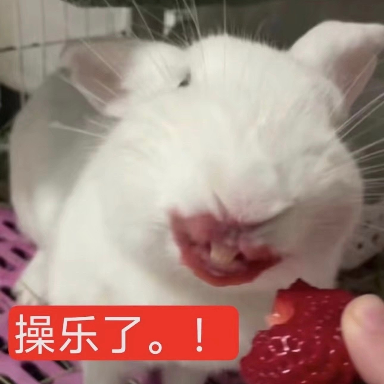 下星期去南京玩，有啥必吃的饭馆吗（不用非得是本地菜 