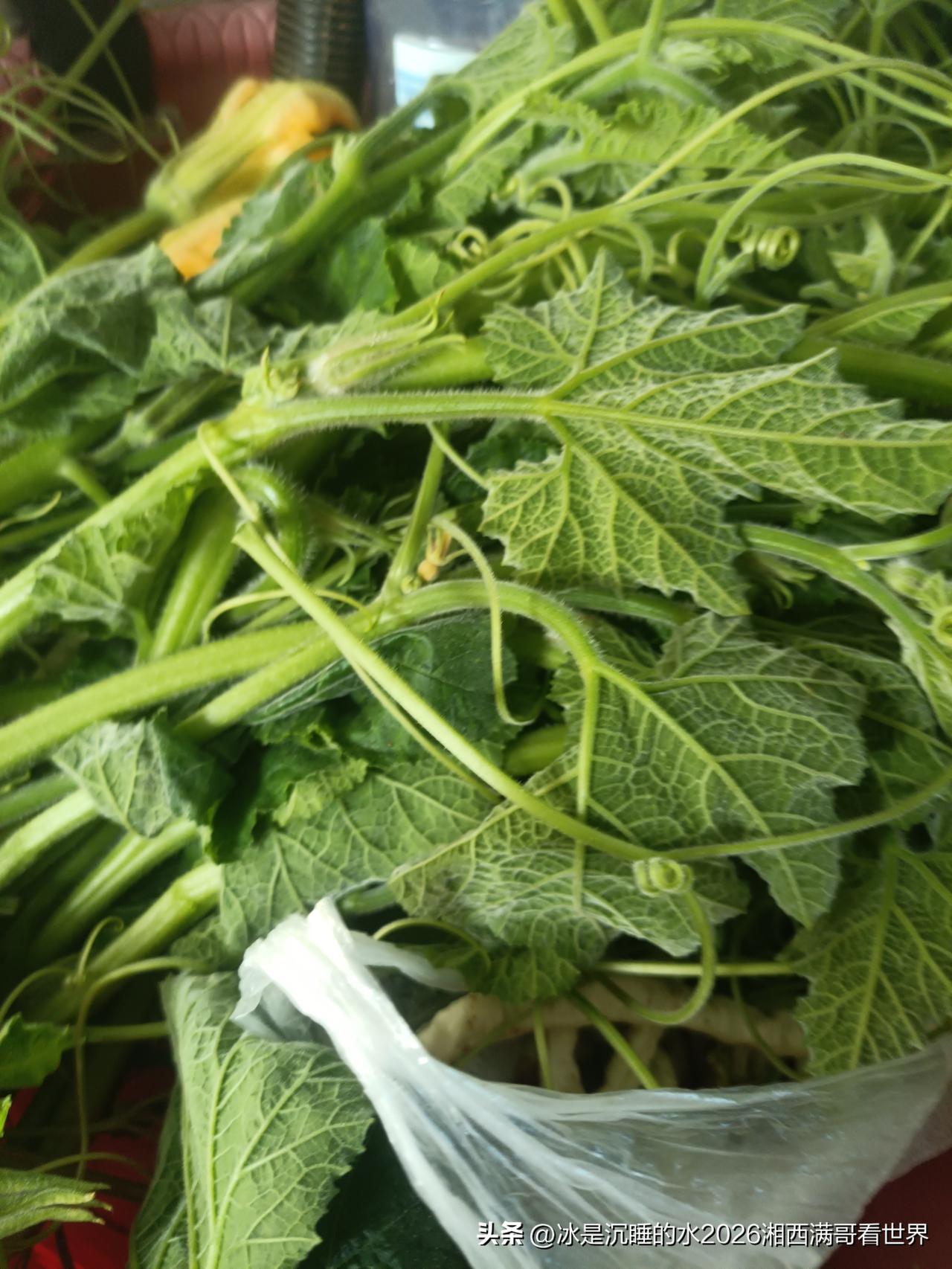 八月楼菜市场的原生态菜：南瓜藤。老一辈人知道南瓜藤是宝贝 ，可以降低血压。南瓜藤