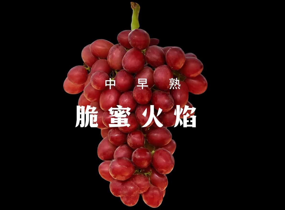 脆蜜火焰。一种早中熟的红色葡萄品种，以其天然且均匀的火红色外观而著称。其果粒呈长