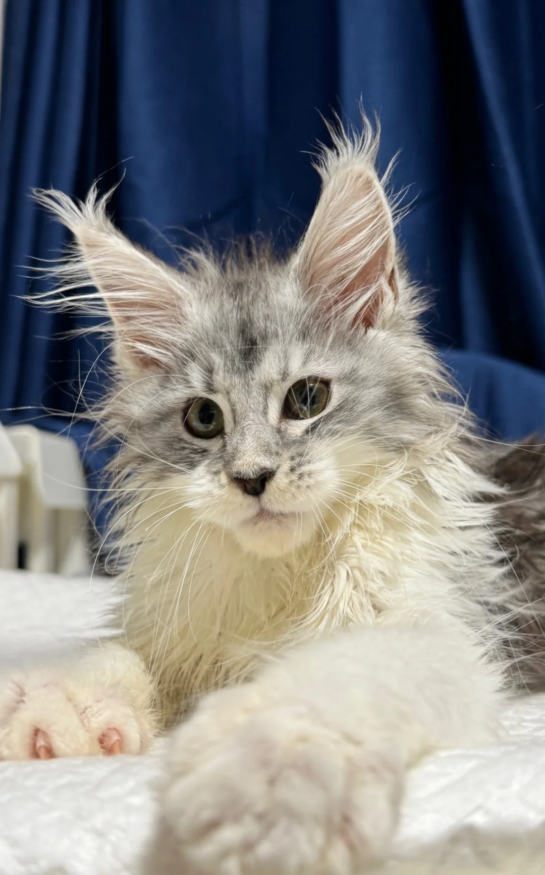 缅因｜银虎加白缅因妹妹