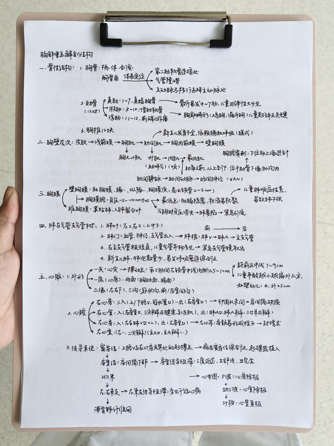医学生｜胸部解剖结构