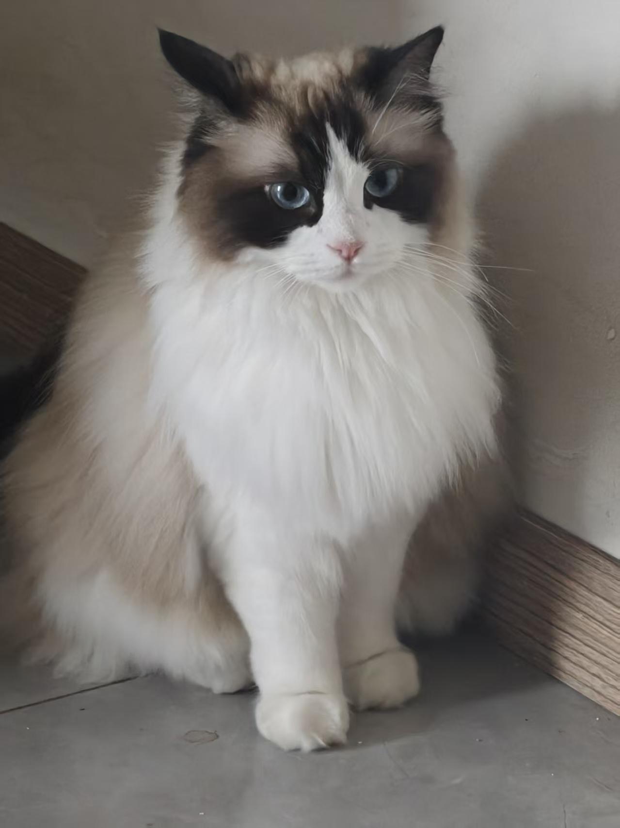 这只朋友圈的猫颜值太高了。忍不住也发个朋友圈。嘿嘿！