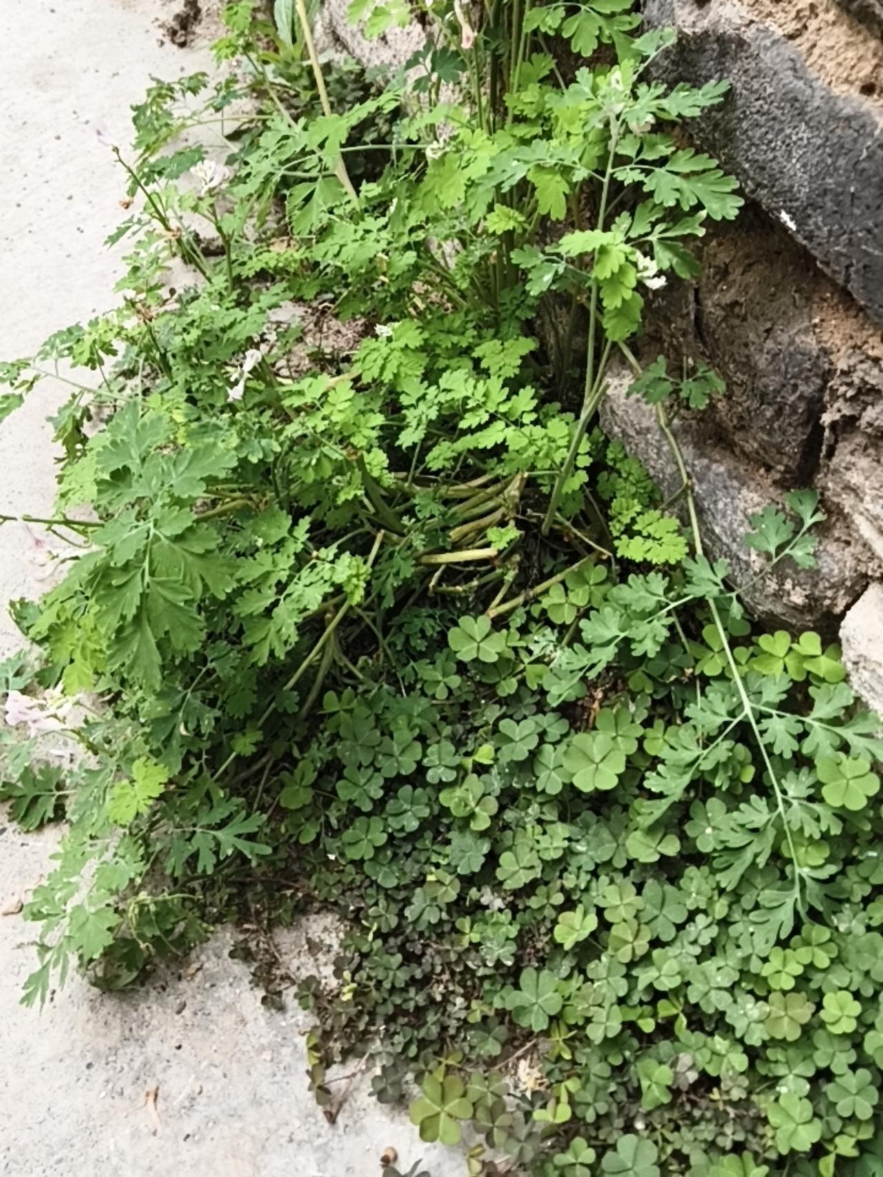 紫堇是典型的“毒美人”，全株含有生物碱，根部毒性最强，误食会引发恶心、呕吐、腹痛